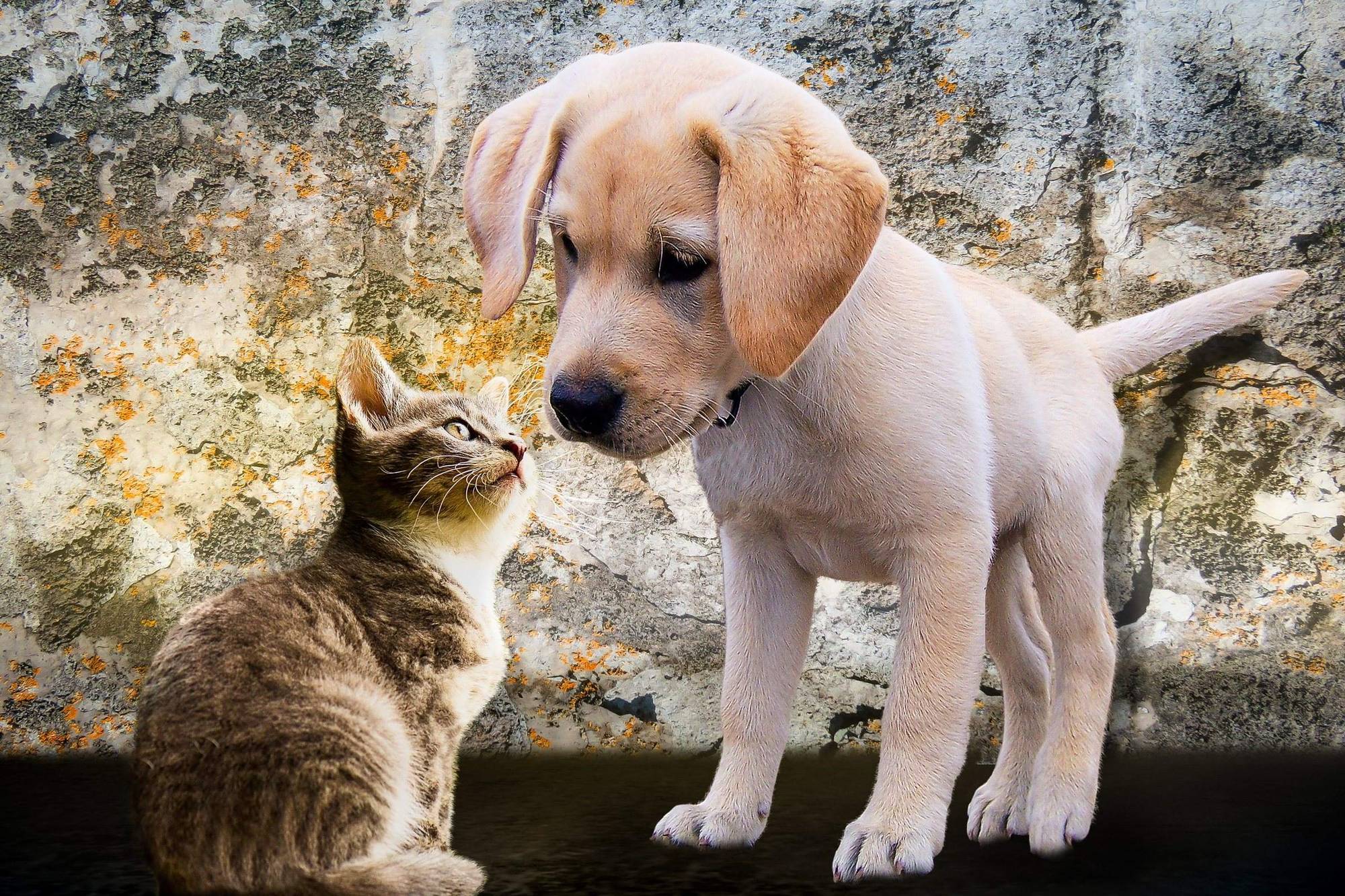 Un gatito y un cachorro labrador nariz con nariz
